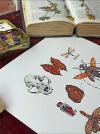 Image 6 of Cabinet of Curiosities watercolor illustration PRINTS