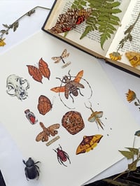 Image 7 of Cabinet of Curiosities watercolor illustration PRINTS