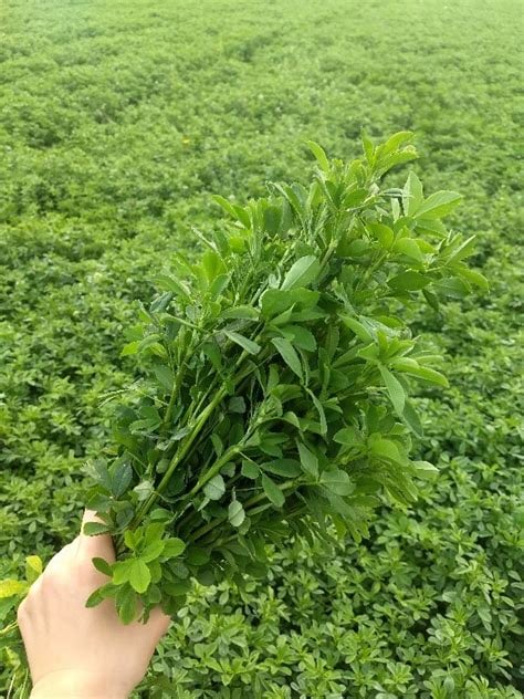 ALFA-FLUSH! Alfalfa Juice Powder/ Leaves-Stems. Kidneys-Bone-Bowel-Menopause.