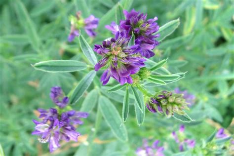 ALFA-FLUSH! Alfalfa Juice Powder/ Leaves-Stems. Kidneys-Bone-Bowel-Menopause.