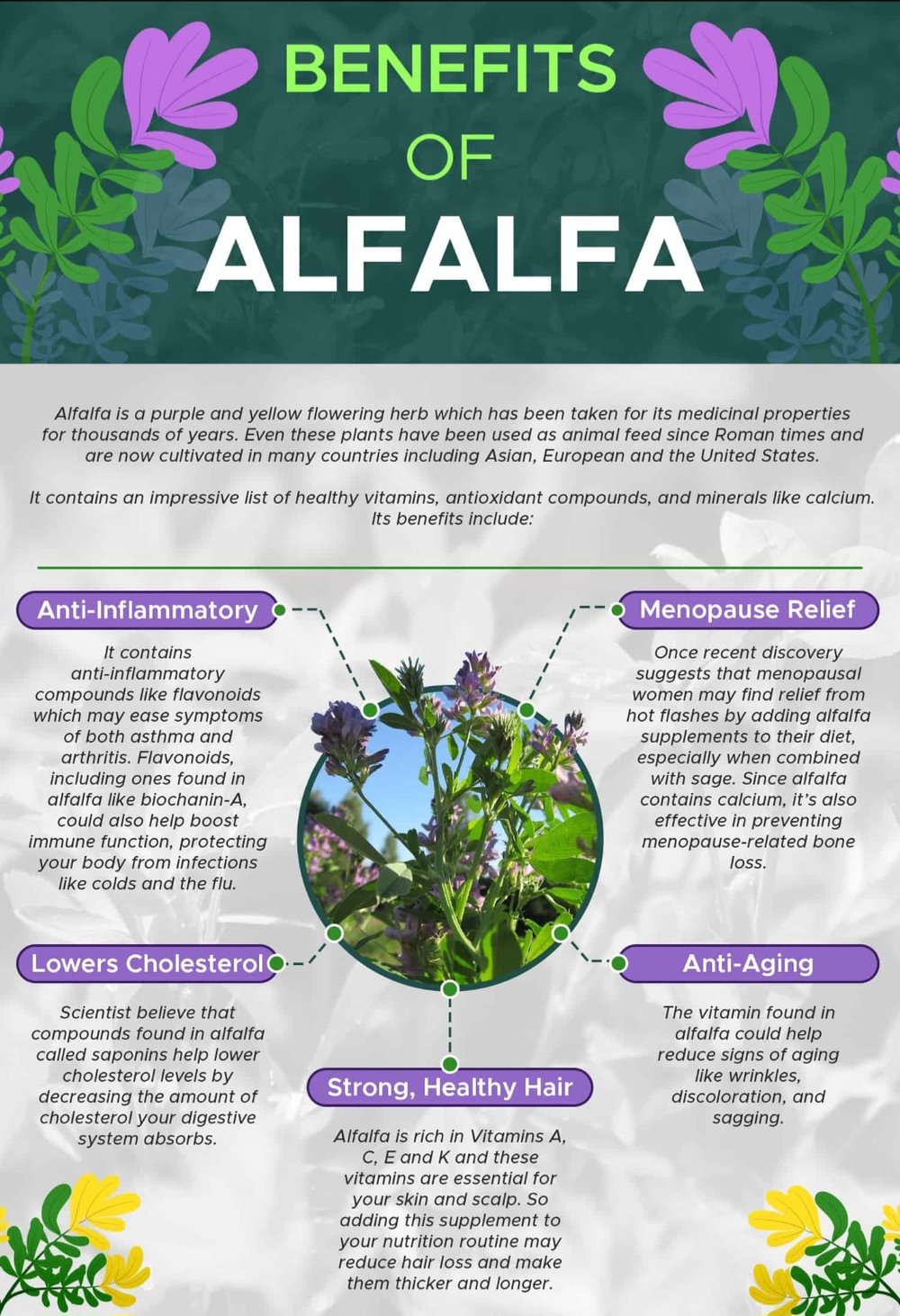 ALFA-FLUSH! Alfalfa Juice Powder/ Leaves-Stems. Kidneys-Bone-Bowel-Menopause.