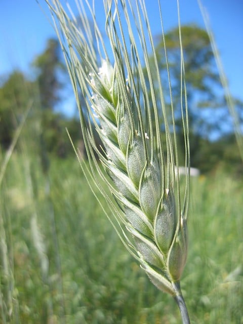 ALFA-FLUSH! Alfalfa Juice Powder/ Leaves-Stems. Kidneys-Bone-Bowel-Menopause.