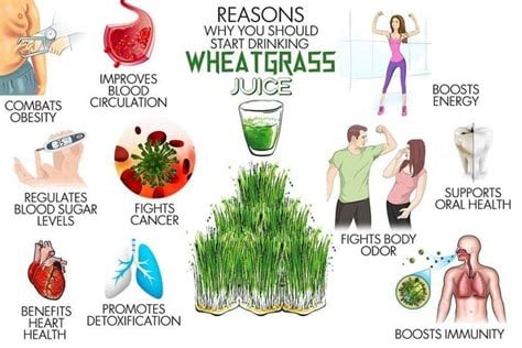 Grass Roots! Kamut Wheatgrass-Pasta-Cereal-Flour. Detoxer-Hormones-Radiation