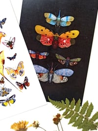 Image 3 of Insect Study Postcard Set 