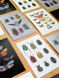 Image 2 of Insect Study Postcard Set 