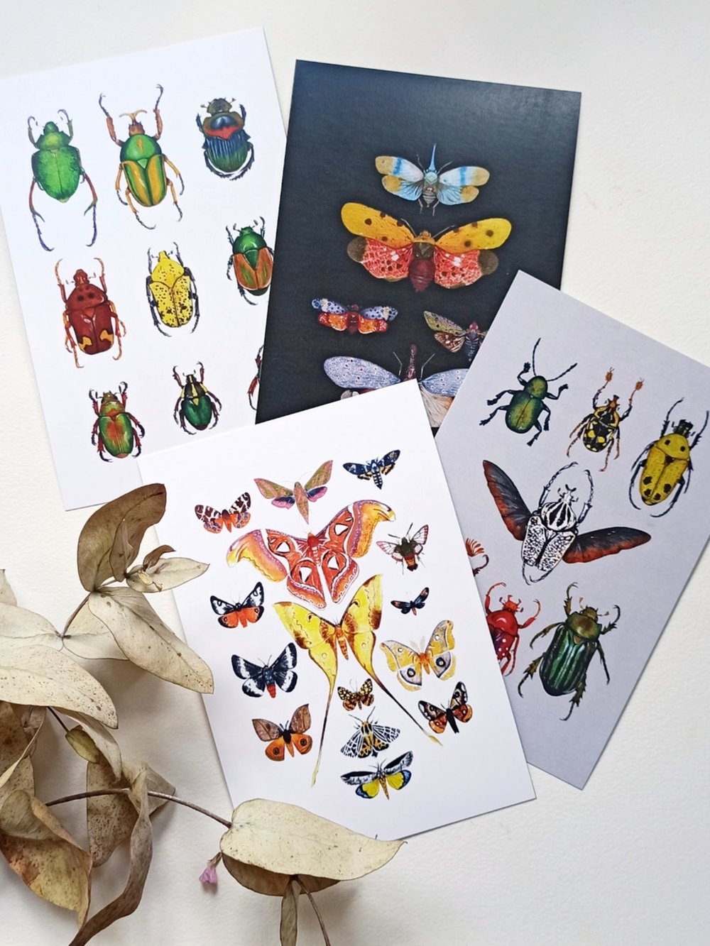 Image of Insect Study Postcard Set 