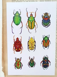 Image 4 of Insect Study Postcard Set 