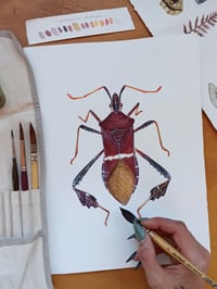 Image 4 of Leptoglossus phyllopus Watercolor Illustration PRINT 