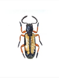 Image 5 of Two Beetles Watercolor Illustration PRINT 