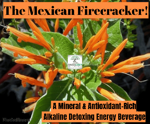 Wild Mexican Firecracker Muicle! Energy Tea. Stamina/Anti-Depressant/Diabetes/Blood Purifier 1.5 oz.