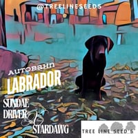 Image 1 of Timberline BOGO Sale ~ Autobahn Labrador Reg 5pk