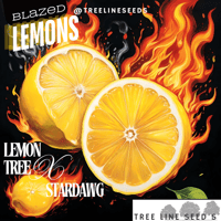 Image 1 of NEW~Tree Line Seed's ~ Blazed Lemons Reg 5pk