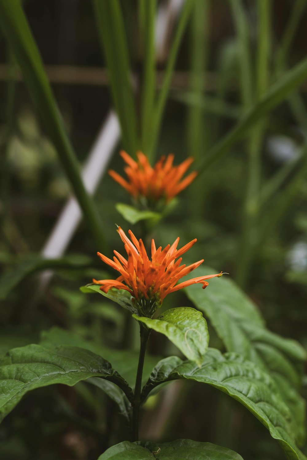 Wild Mexican Firecracker Muicle! Energy Tea. Stamina/Anti-Depressant/Diabetes/Blood Purifier 1.5 oz.