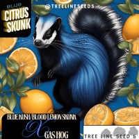 Image 1 of NEW~Tree Line Seeds ~ Blue Citrus Skunk Auto 