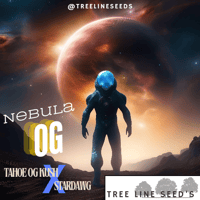 Image 1 of NEW~Tree Line Seed's ~ Nebula OG Reg 5pk