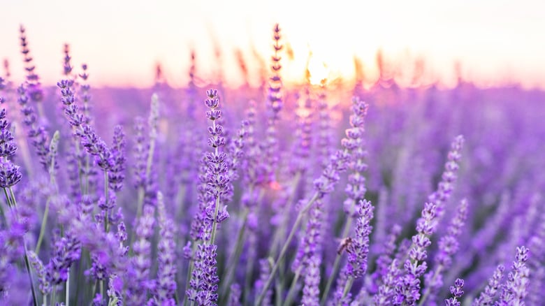 Image of Lavender Field Sessions 2024