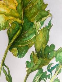 Image 2 of White Kohlrabi