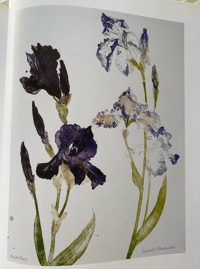 Image 3 of Elizabeth Blackadder Book