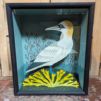 Image 1 of Gannet Taxidermy