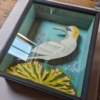 Image 2 of Gannet Taxidermy