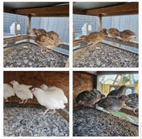  Variety Jumbo Coturnix Quail Eggs