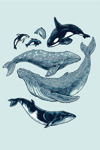 Image 1 of Whales and Dolphins of the Pacific Northwest Sticker Sheet