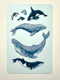 Image 2 of Whales and Dolphins of the Pacific Northwest Sticker Sheet