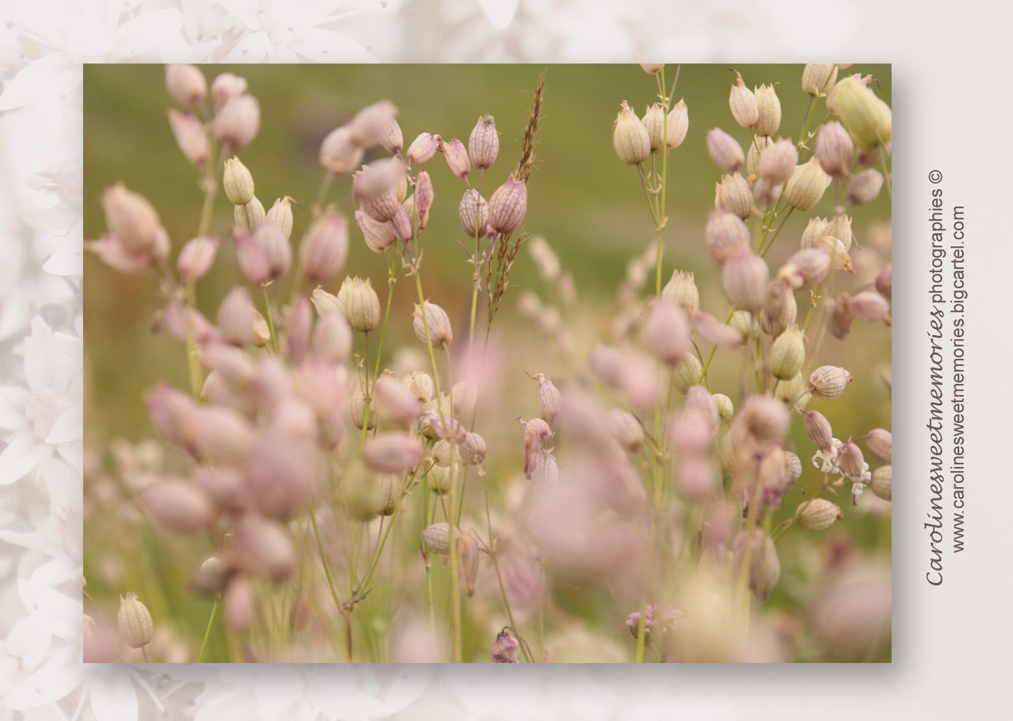 Image of Série "Pink & green"