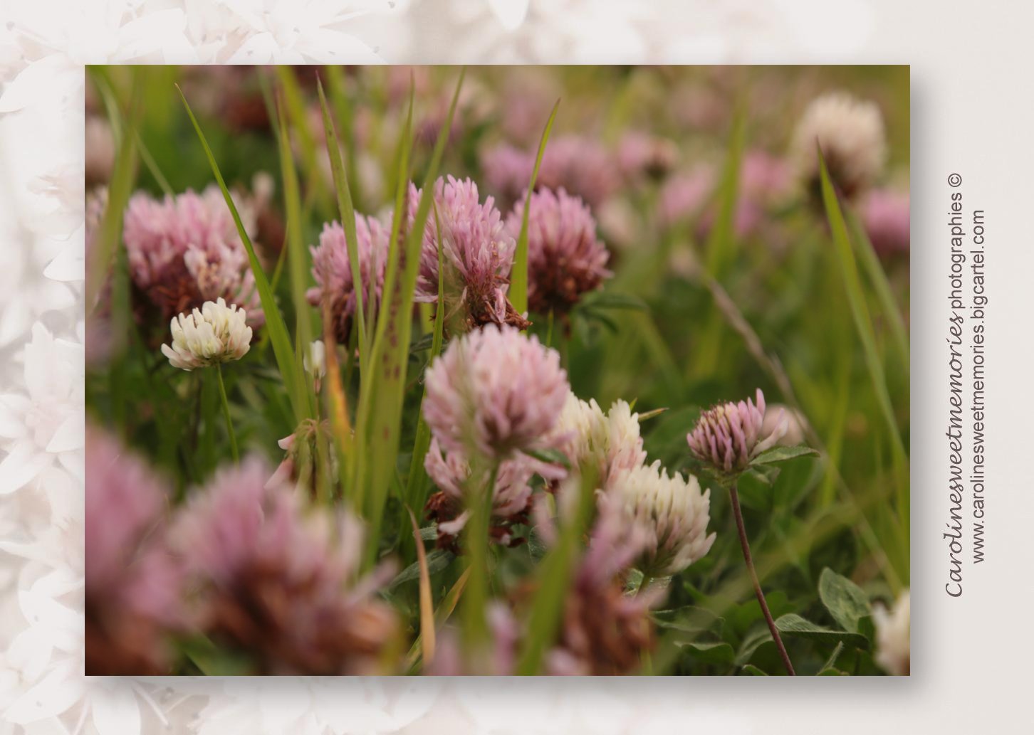 Image of Série "Pink & green"