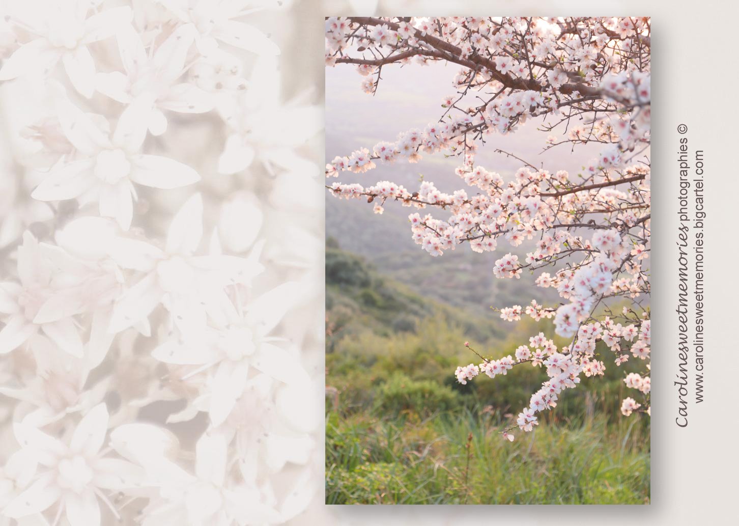 Image of  Série "Arbres en fleurs"