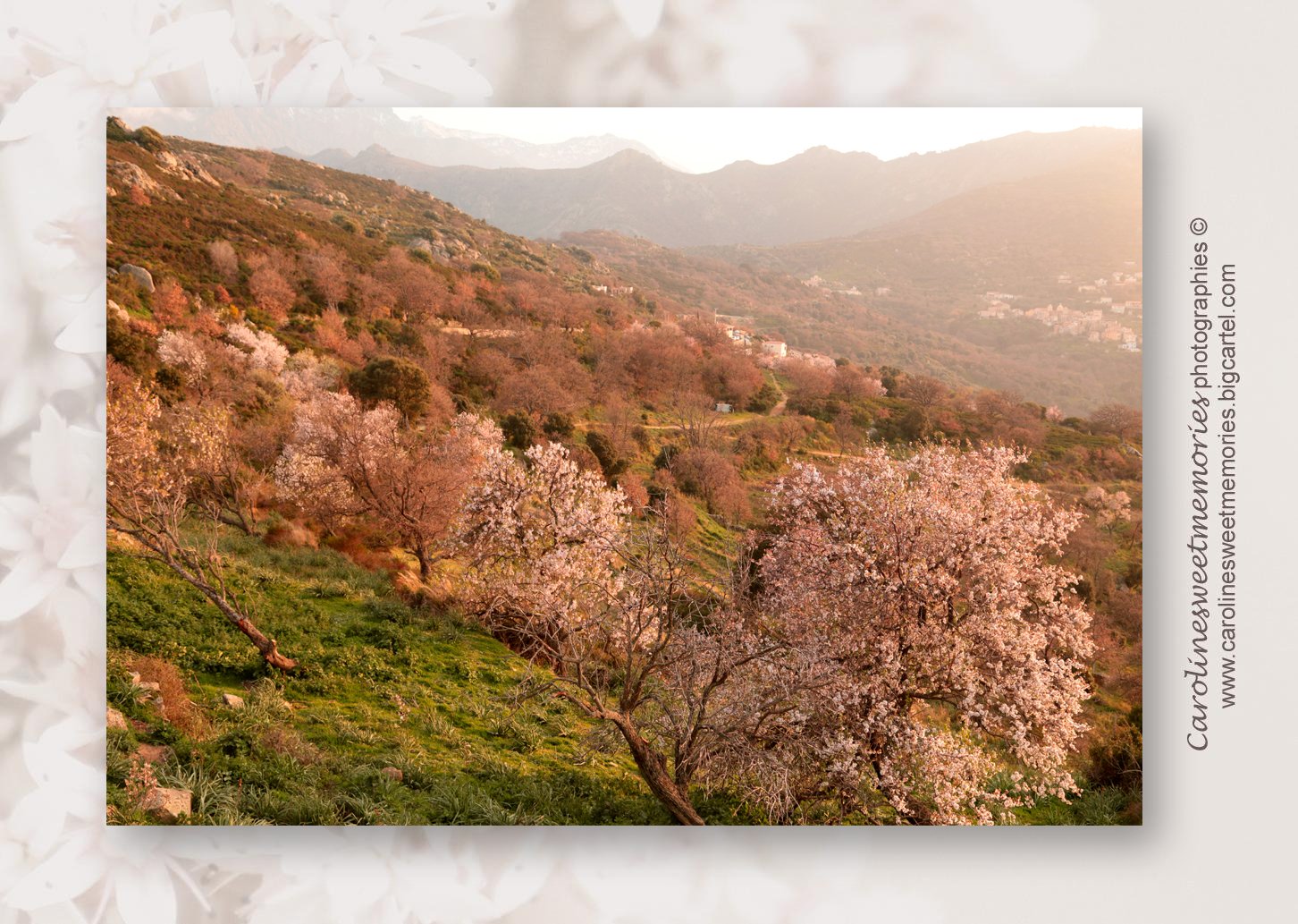 Image of  Série "Arbres en fleurs" (5 visuels différents)