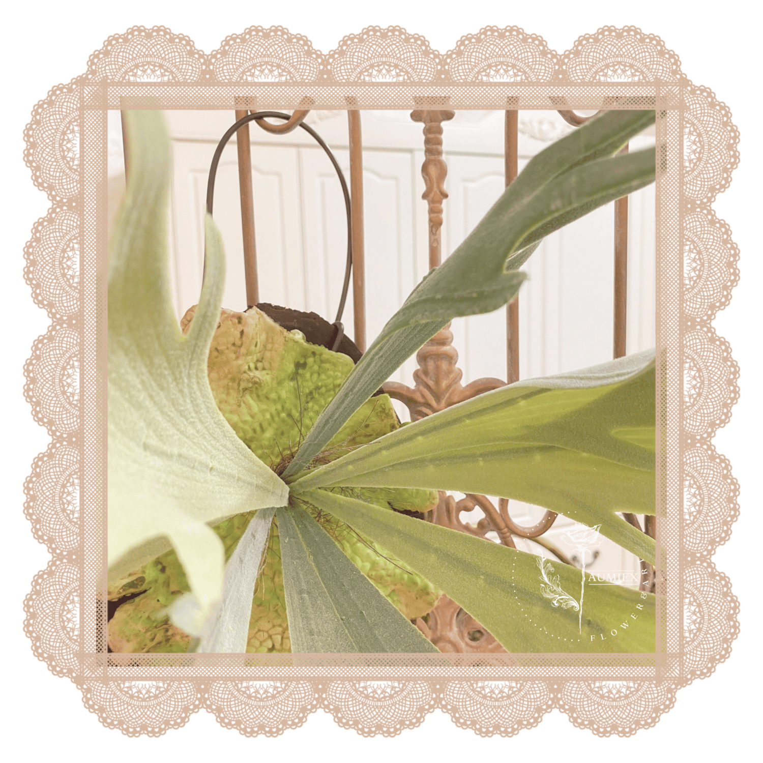 Image of Staghorn Ferns Living Wall Display