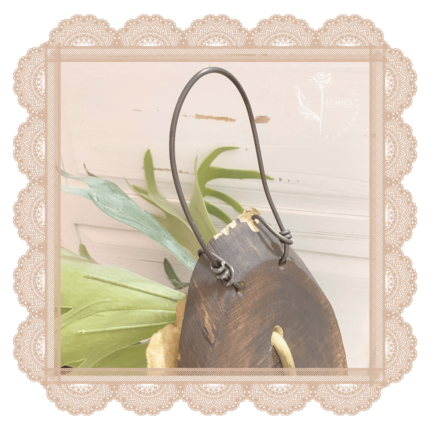 Image of Staghorn Ferns Living Wall Display