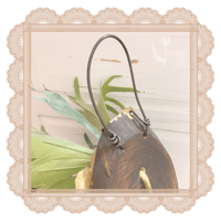 Image 3 of Staghorn Ferns Living Wall Display