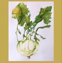 Image 1 of White Kohlrabi