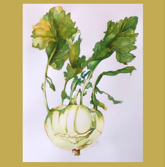 White Kohlrabi