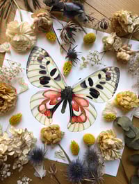 Image 1 of Mountain Apollo