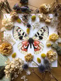 Image 3 of Mountain Apollo