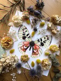 Image 5 of Mountain Apollo