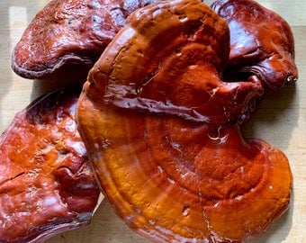 WILD MEDICINAL MUSHROOMS: Lion's Mane-Chaga-Turkey Tail-Maitake-Cordyceps (Himalayan Viagra). DNA.