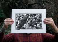 Image 2 of  Crows · Print