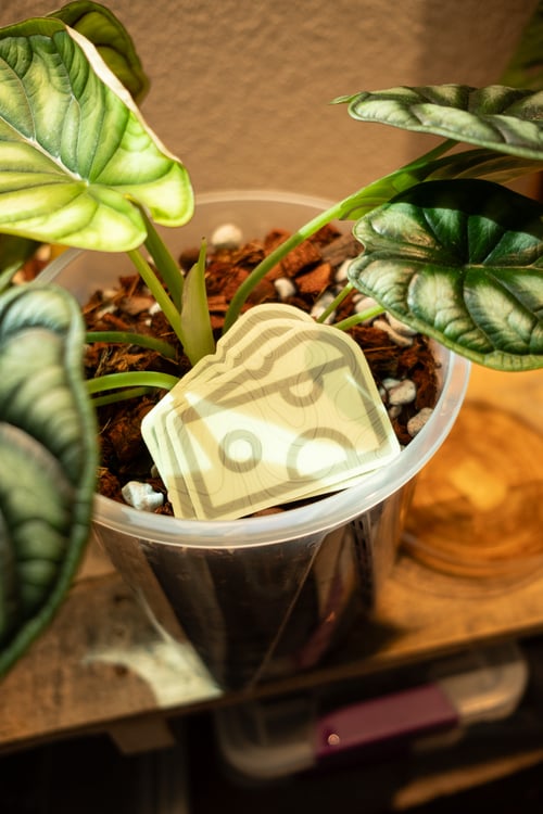 Image of Topo Cheese - GITD