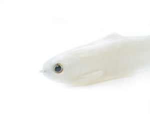 Image of Tyrant 8 (BONE WHITE)