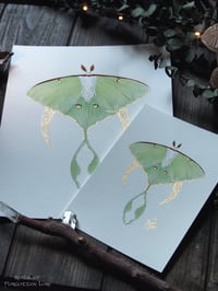 Luna Moth Print