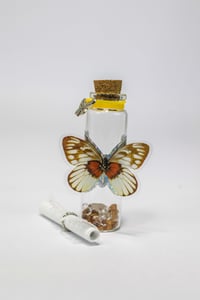 Image 20 of Butterfly 3D - Message in a Bottle
