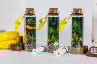 Image 5 of Kong Country - Message in a Bottle