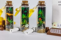 Image 22 of Kong Country - Message in a Bottle