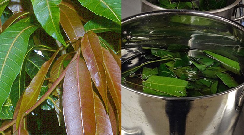 Magnificent Mango! Wild Mango Leaf Tea-Tumors-Cells-Autoimmune-Alzheimer-Parkinsons-Strokes