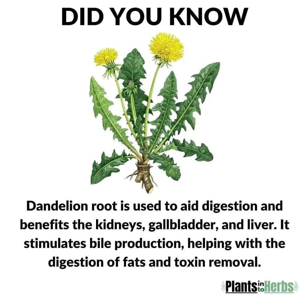 DANDETOX! Traditional/Jamaican Dandelion/Chicory-Roots-Seeds-Drip Grind. Sugar Cravings