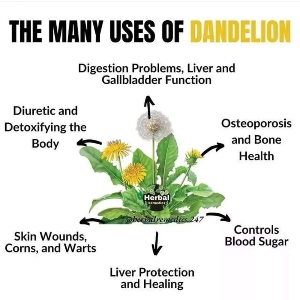 DANDETOX! Traditional/Jamaican Dandelion/Chicory-Roots-Seeds-Drip Grind. Sugar Cravings